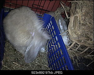 Fotothread der Schnuppernasen-foto1289.jpg