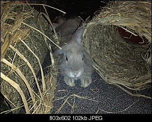 Fotothread der Schnuppernasen-foto1302.jpg