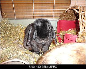 Pl�schbomben-Schlappis aus K�ln-dsc00619-small-2-.jpg