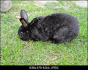 Pl�schbomben-Schlappis aus K�ln-dsc01192-small-.jpg