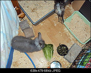 Knolle-dsc01134.jpg