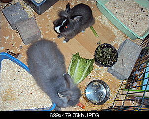 Knolle-dsc01138.jpg