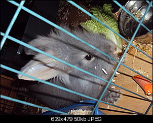 Knolle-dsc01141.jpg