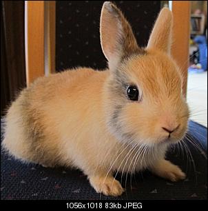 Puky, Bl�mchen, Gismo, Chipsy-img_1109.jpg
