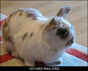 Puky, Bl�mchen, Gismo, Chipsy-img_1133.jpg