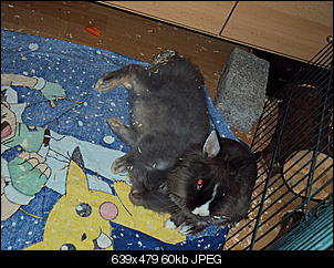 Knolle-dsc01147.jpg
