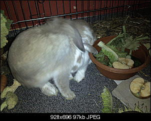 Fotothread der Schnuppernasen-foto1400.jpg