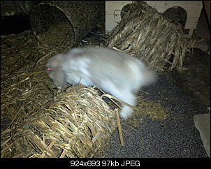 Fotothread der Schnuppernasen-foto1406.jpg