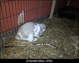 Fotothread der Schnuppernasen-foto1409.jpg