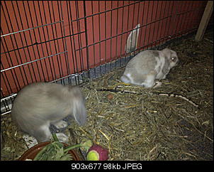 Fotothread der Schnuppernasen-foto1410.jpg