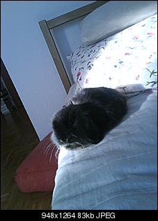 Kiwi, papaya, Frodo und ich stellen uns mal vor :)-dsc03621.jpg