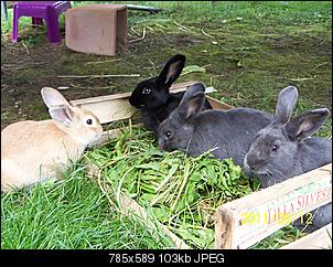 Relaxte Ninchens-101_0845.jpg