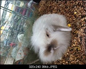 Klicke auf die Grafik f�r eine gr��ere Ansicht

Name:	L�mmel klein.JPG
Hits:	88
Gr��e:	39,0 KB
ID:	9956