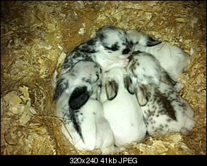 Klicke auf die Grafik f�r eine gr��ere Ansicht

Name:	dgfggjhtgg.JPG
Hits:	91
Gr��e:	41,3 KB
ID:	9960