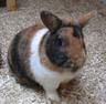 Benutzerbild von *Hoppelh�schen*