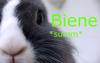 Benutzerbild von Biene