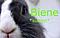Biene