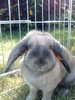 Benutzerbild von bunny-frisch