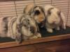 Benutzerbild von Bunnybelle