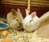 Benutzerbild von Bunnycorn