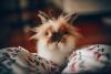 Benutzerbild von Bunnygirl