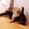 Benutzerbild von BunnyInLove