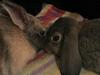 Benutzerbild von Chippo