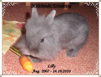 C:\Users\Jugel\Pictures\lilly.JPG