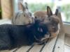 Benutzerbild von Cookie1209