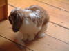 Benutzerbild von CutestRabbitonEarth