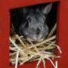 Benutzerbild von Eglantine
