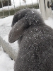 Benutzerbild von Ellie*Klopfer