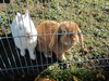 Benutzerbild von Fleckifl�ckchen