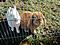 Fleckifl�ckchen