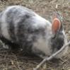 Benutzerbild von franis_rabbits