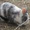 franis_rabbits