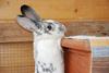 Benutzerbild von Fungo