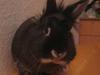 Benutzerbild von FUNNYbunny