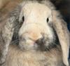 Benutzerbild von H�llenweib