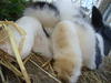 Benutzerbild von Hasenpfote<3