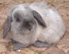 Benutzerbild von Hoppelbunny