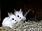 I♥myRabbits