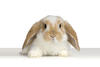 Benutzerbild von i_love_rabbits