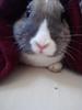 Benutzerbild von ILoveMyRabbits