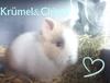 Benutzerbild von iloverabbits