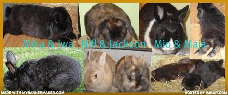 es gr��en': Sandra mit "Mika", "Iwa", "Jackson", "Nifl", "Mio" und "Maja".