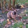 Benutzerbild von Kaninchengl�ck