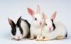 Kitty_Bunny