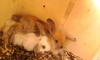 Benutzerbild von KleineMaus