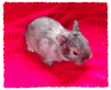Benutzerbild von LisaLisa